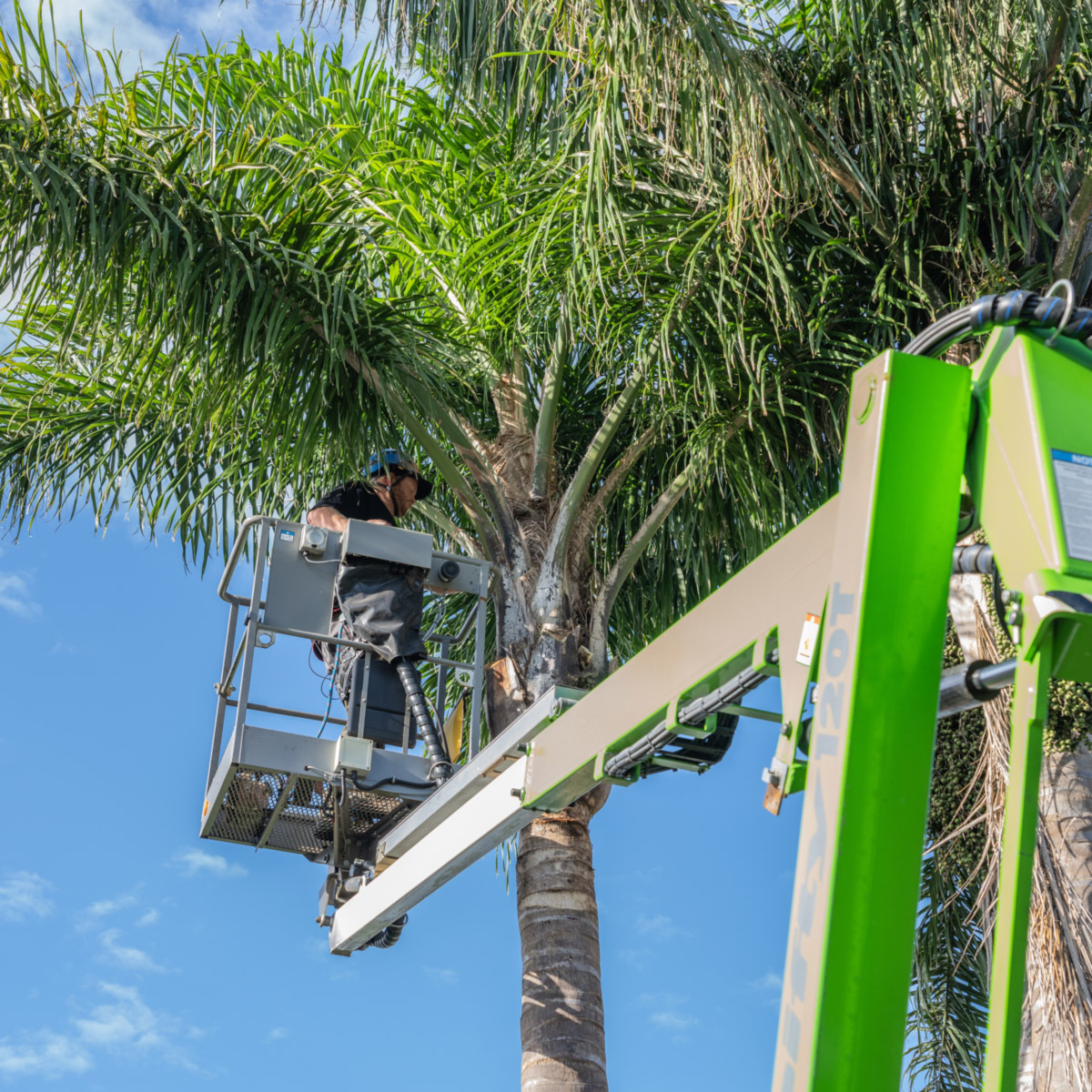 Palm Tree Care