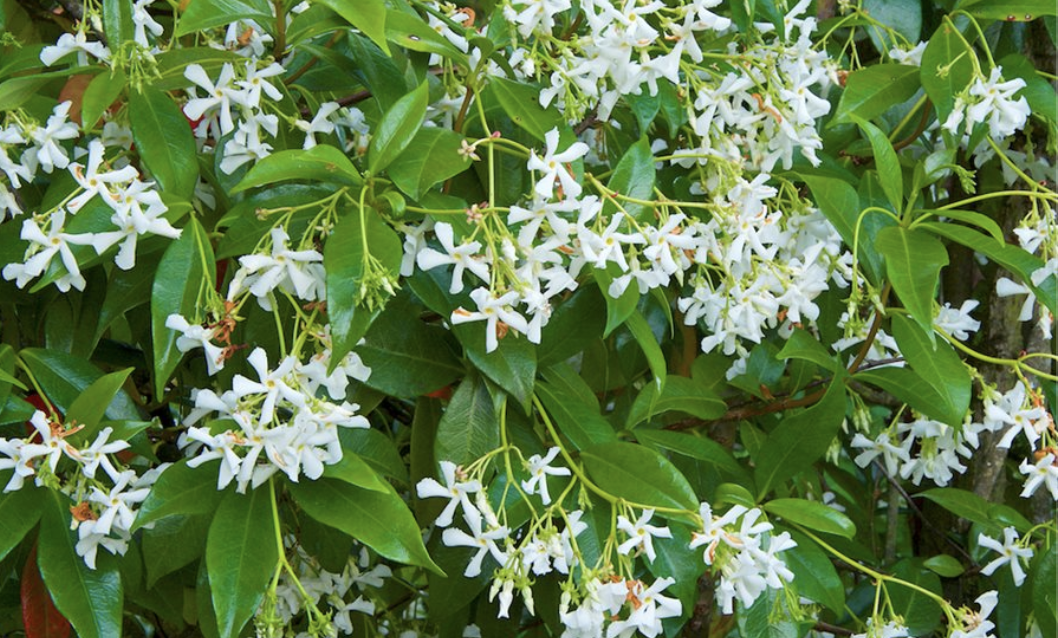 Low-Maintenance Outdoor Plants for Florida
